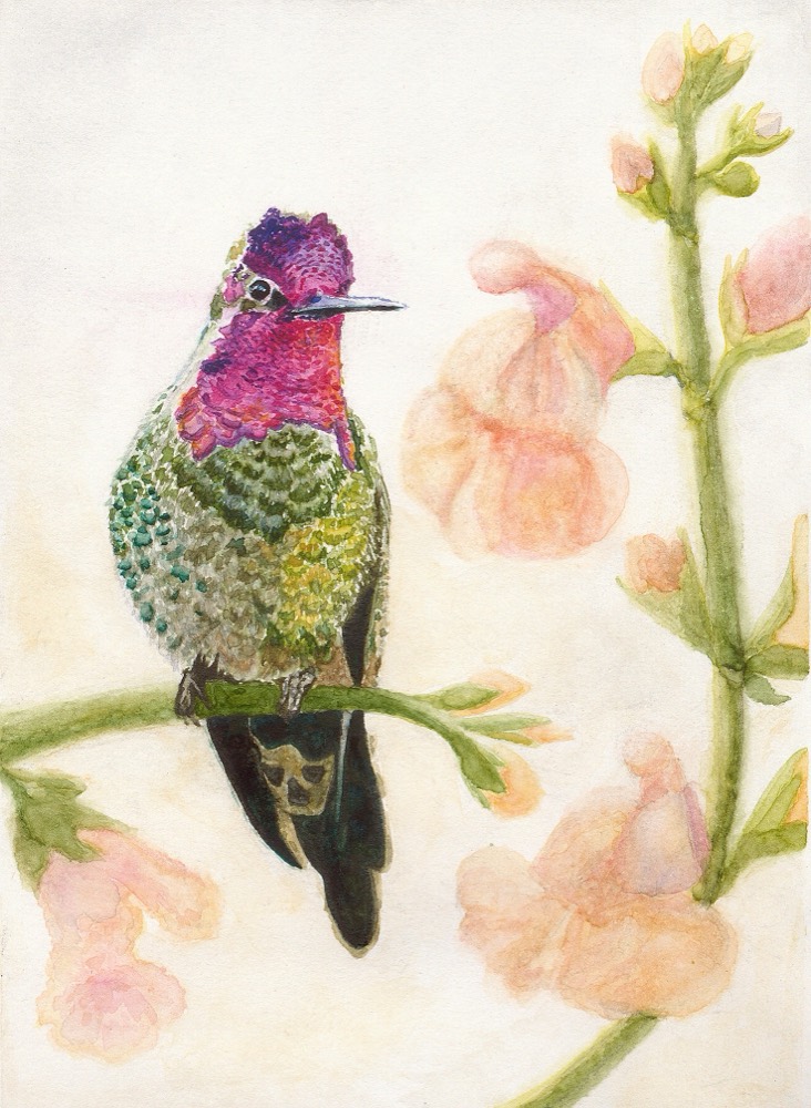 Anna's Hummingbird watercolor