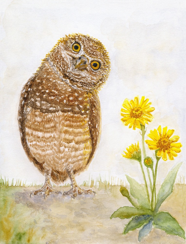 Burrowing Owl watercolor