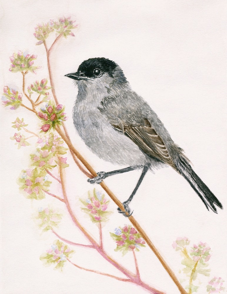 California Gnatcatcher watercolor