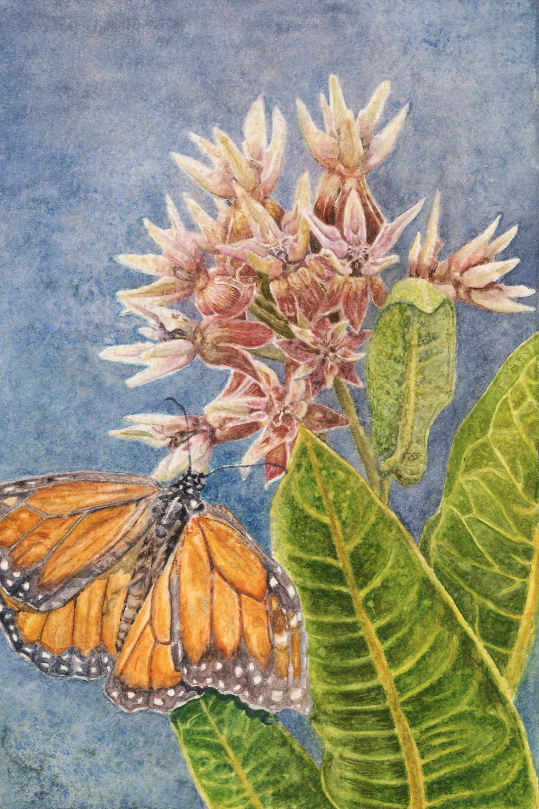 Emergence — a monarch on showy milkweed