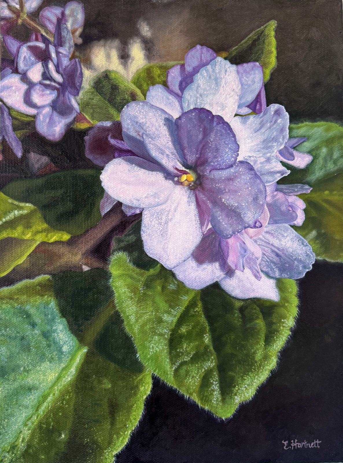 Frieda's African Violets — an oil painting of pale violet blooms and deep green leaves against a dark ground, by Elyse Hartnett