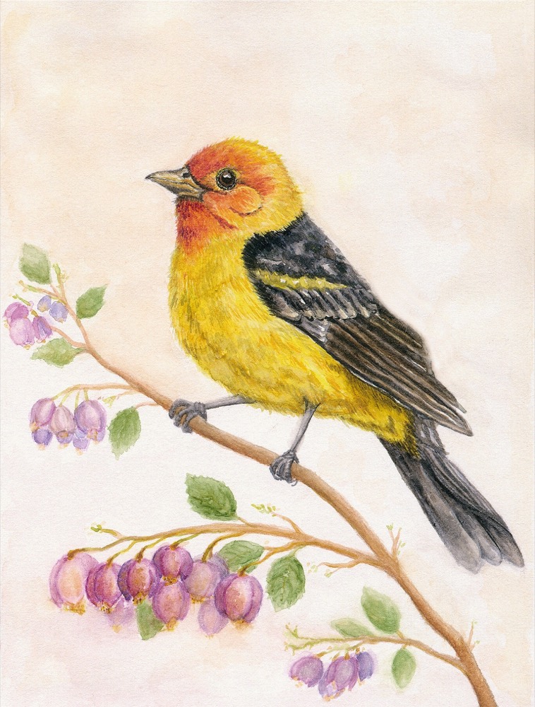 Western Tanager watercolor